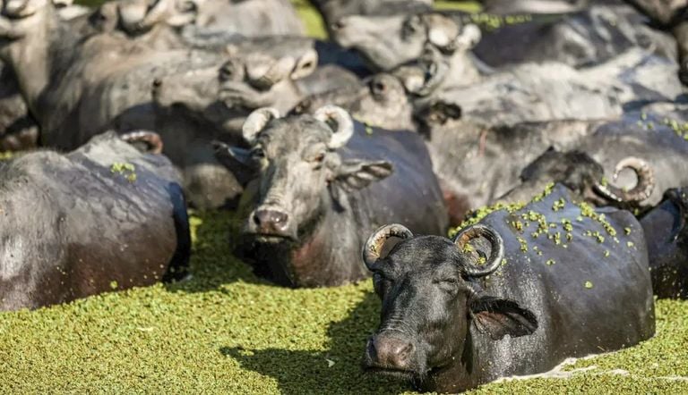 B&uacute;falos impulsionam turismo sustent&aacute;vel e ajudam a preservar paisagens &uacute;nicas da Ilha de Maraj&oacute;