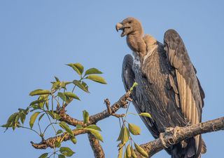 Buitres y diclofenac: consecuencias inesperadas de una inaudita crisis ambiental