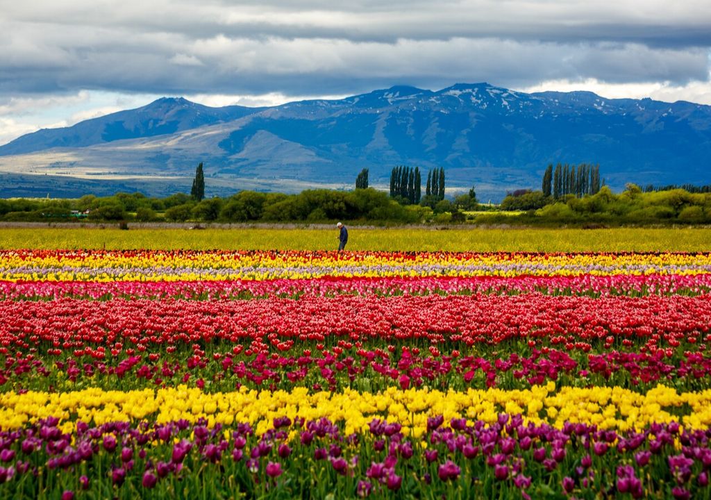 campo de tulipan