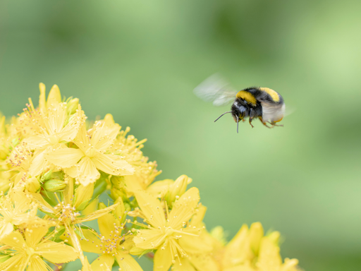 Os abelhões aprenderam a ler um simples “código morse” para encontrar comida, segundo um novo estudo