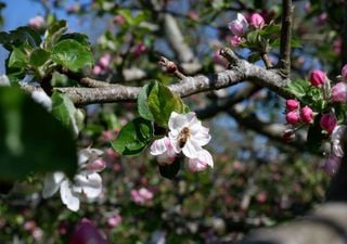 Bumper apple harvest predicted following sunniest April