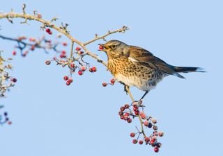 Bumper year for hawthorn berries gives British birds a boost