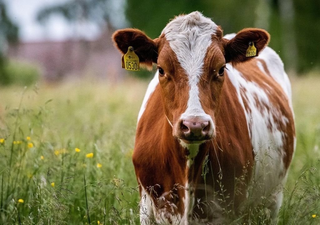 Könnte Fleisch von echten Kühen bald der Vergangenheit angehören?