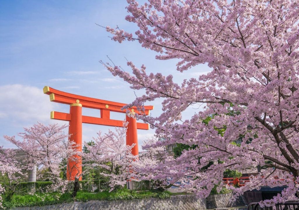 Floracion de Cerezos en Kyoto