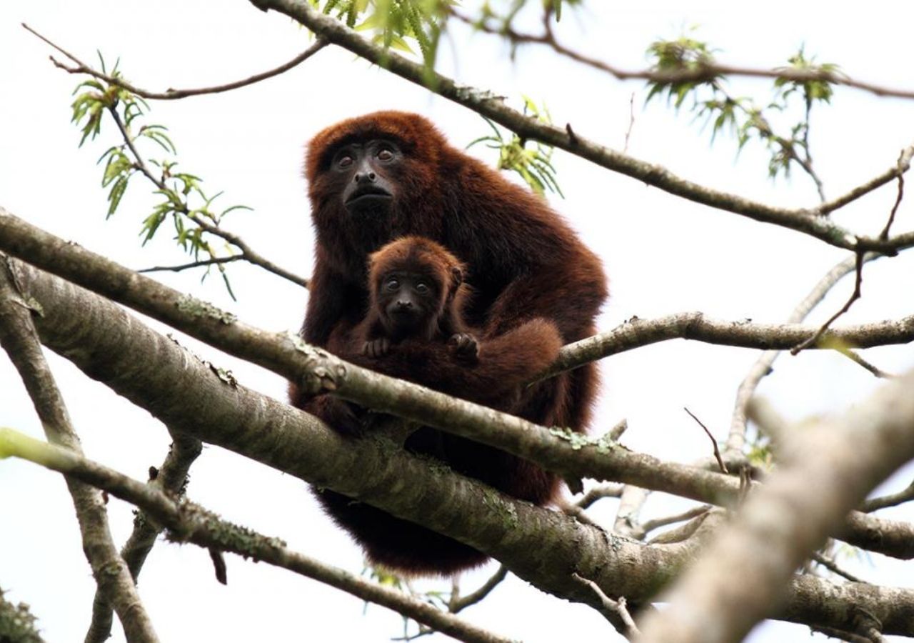 Buscan reintroducir al mono aullador rojo en Argentina con