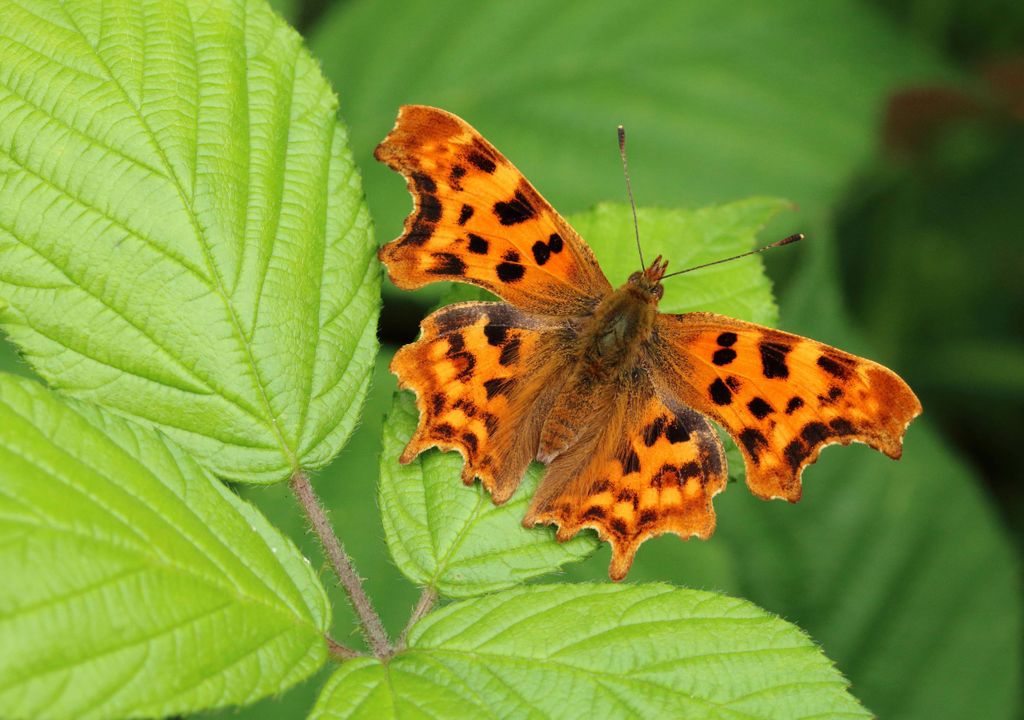 Butterflies on the Move: Citizen scientists asked to track spread of species