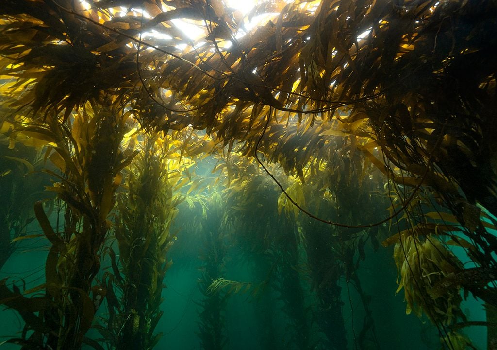 bosque de kelp