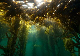 What are Kelp Forests and why are they so important for the planet?