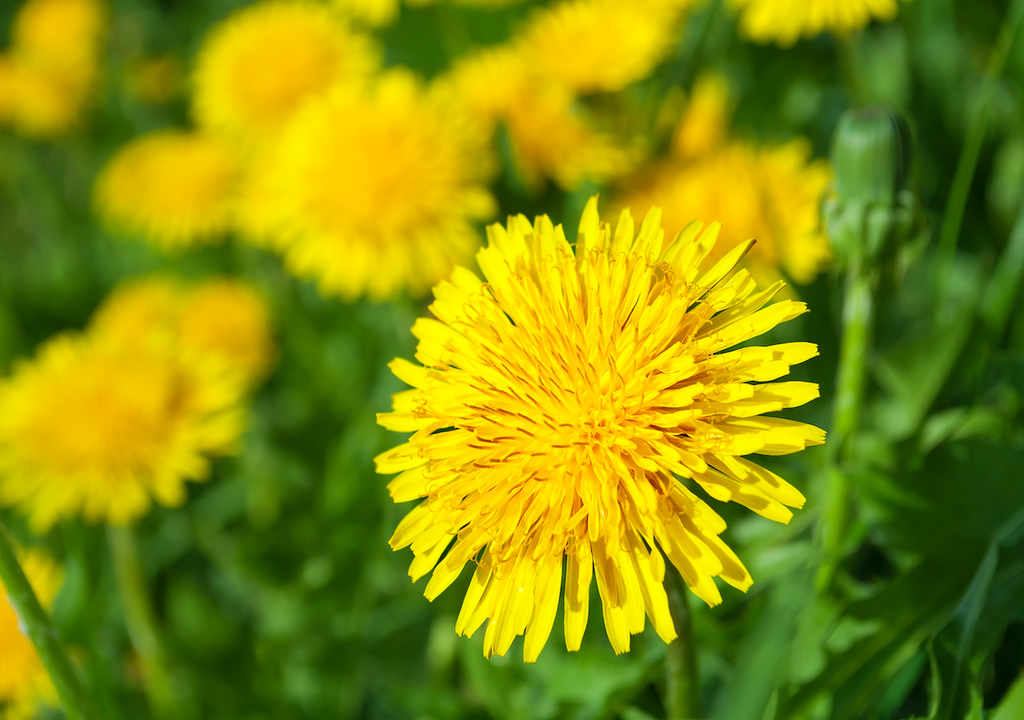Blüten, Löwenzahns, Pusteblumen, Samen Blüten, Löwenzahns, Pusteblumen, Samen