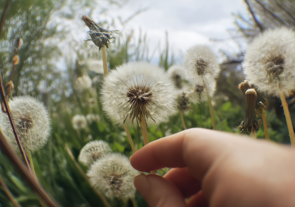 Pusteblumen, Samen, Garten Pusteblumen, Samen, Garten
