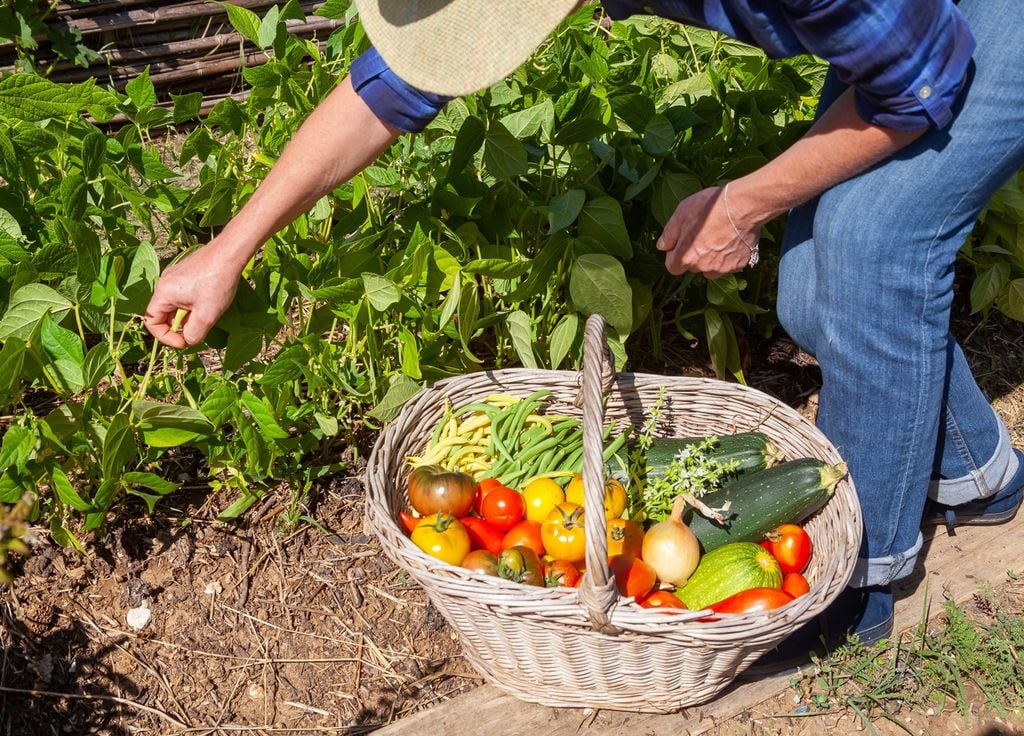 Quelques récoltes peuvent encore se faire surtout si les nuits sont encore douces : on pense notamment aux tomates et haricots !