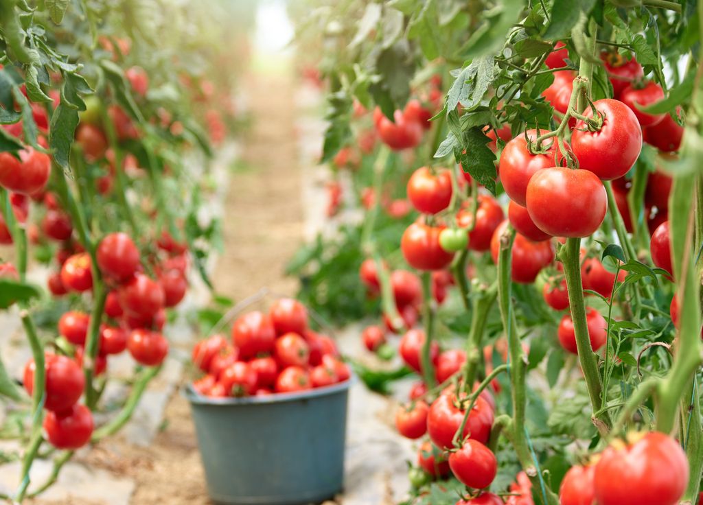 Les tomates en pleine terre apporte des saveurs qu'on ne peut oublier !
