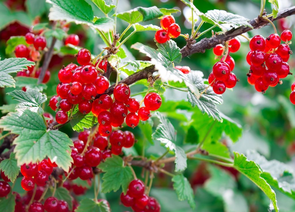 Les petits fruitiers que sont les groseilliers vous régaleront ! Les petits fruitiers que sont les groseilliers vous régaleront !