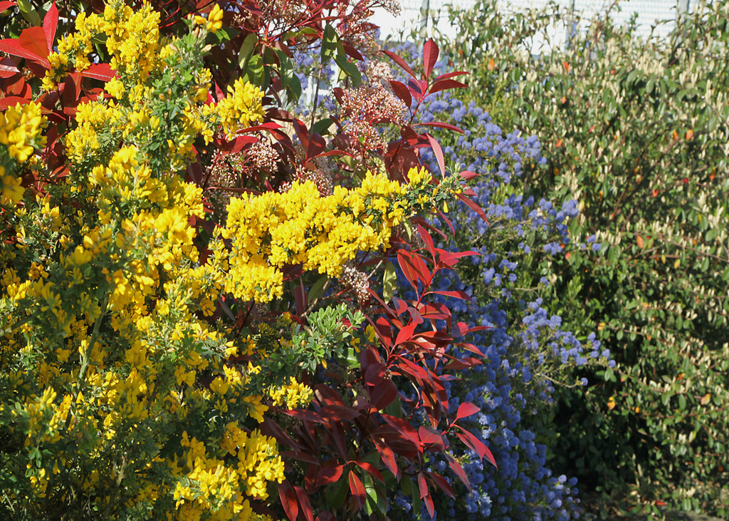 Une haie variée sera plus jolie et attirera une plus grande biodiversité. Une haie variée sera plus jolie et attirera une plus grande biodiversité.