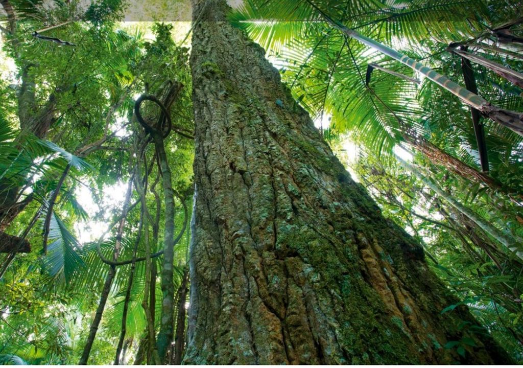 “Selva Paranaense” misiones “Selva Paranaense” misiones