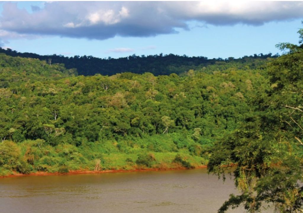 selva paranaense Misiones selva paranaense Misiones