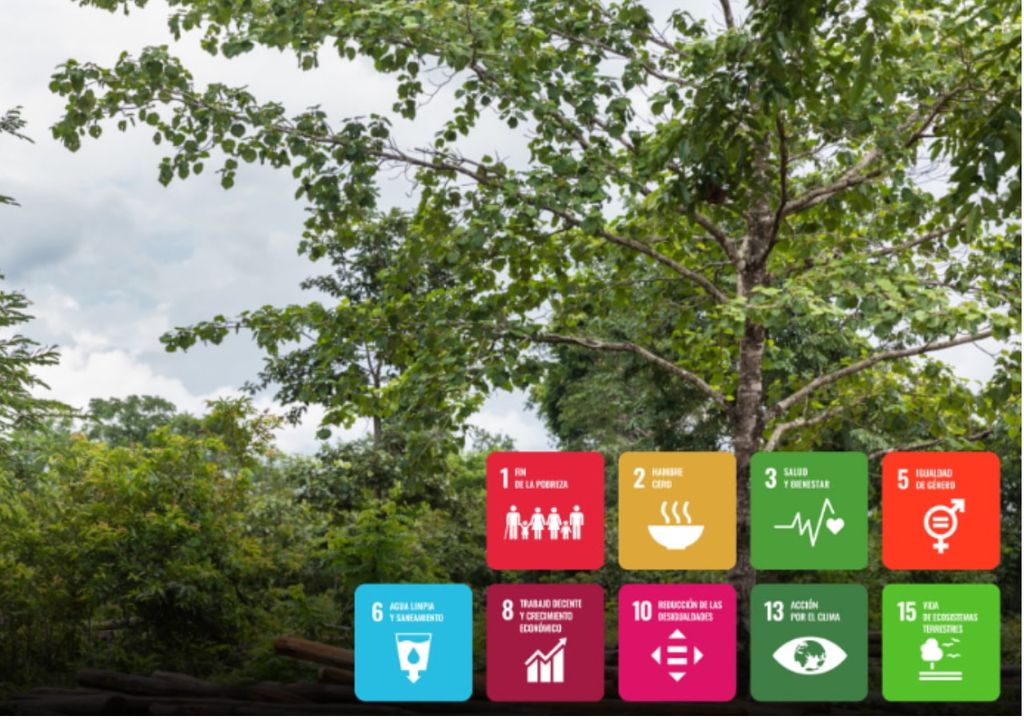 Oro Verde en Loreto, Perú Oro Verde en Loreto, Perú