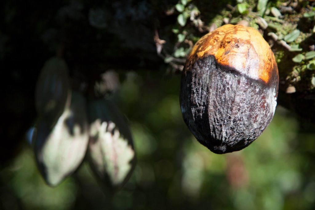 Cacau, chocolate, amazonas, chuva, praga, doença Ambiente úmido da Amazônia, onde condições climáticas favorecem a disseminação de doenças do cacau e exigem manejo cuidadoso e monitoramento constante.