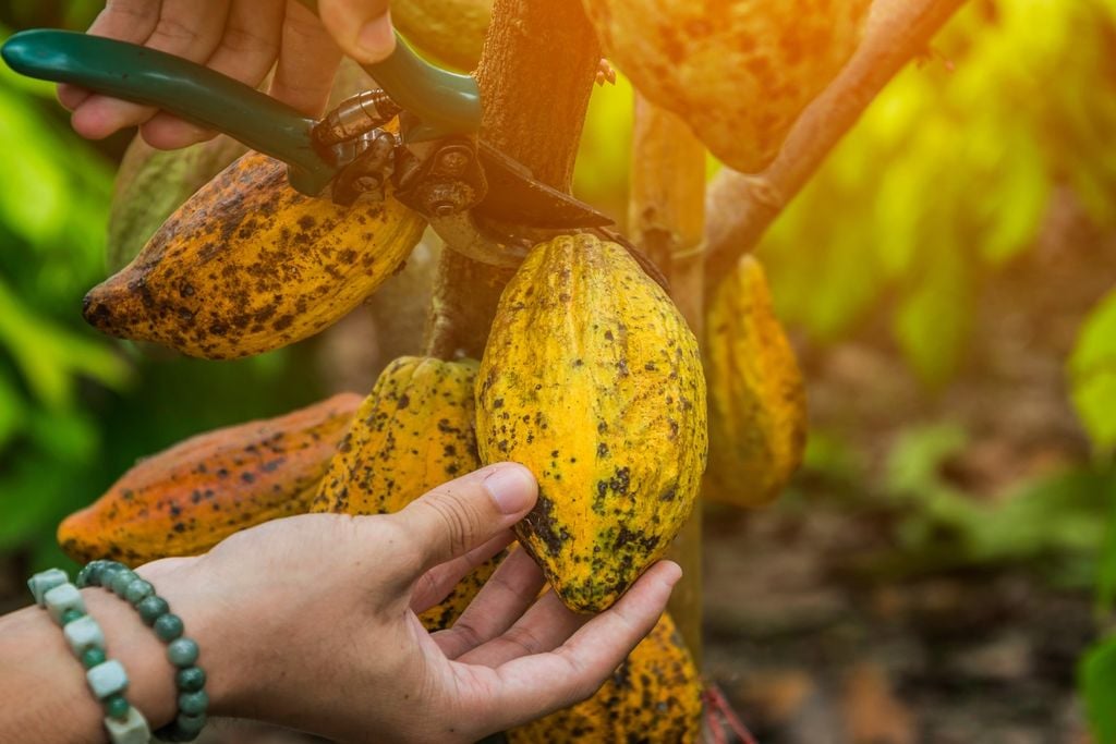 Bruxa, vassouras, praga