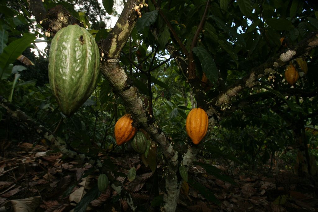Cacau, cacao, chocolate