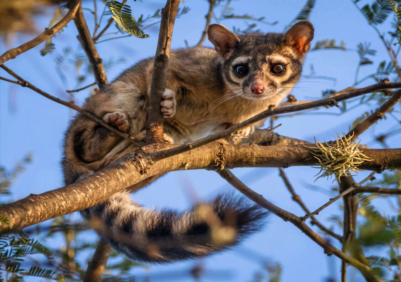 Este curioso animal habita las zonas montañosas del país, desde la Sierra Madre Occidental hasta Chiapas.(Imagen tomada de X: @Lycaones)