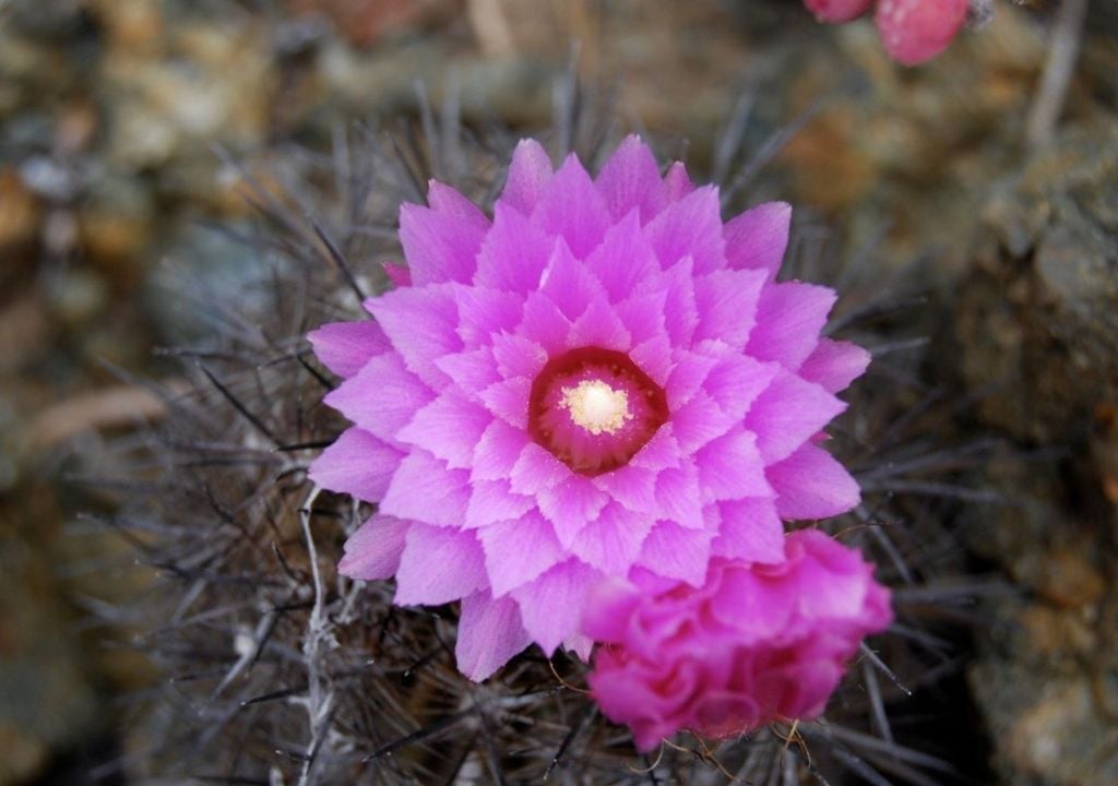 Flor de cactus chilenito
