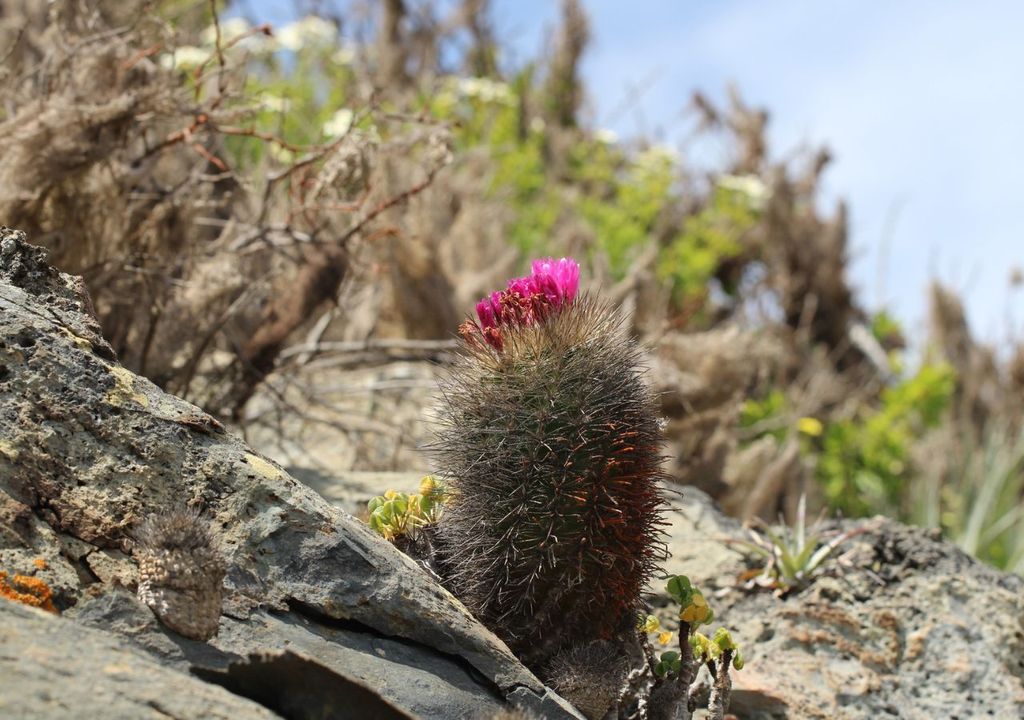 cactus chilenito