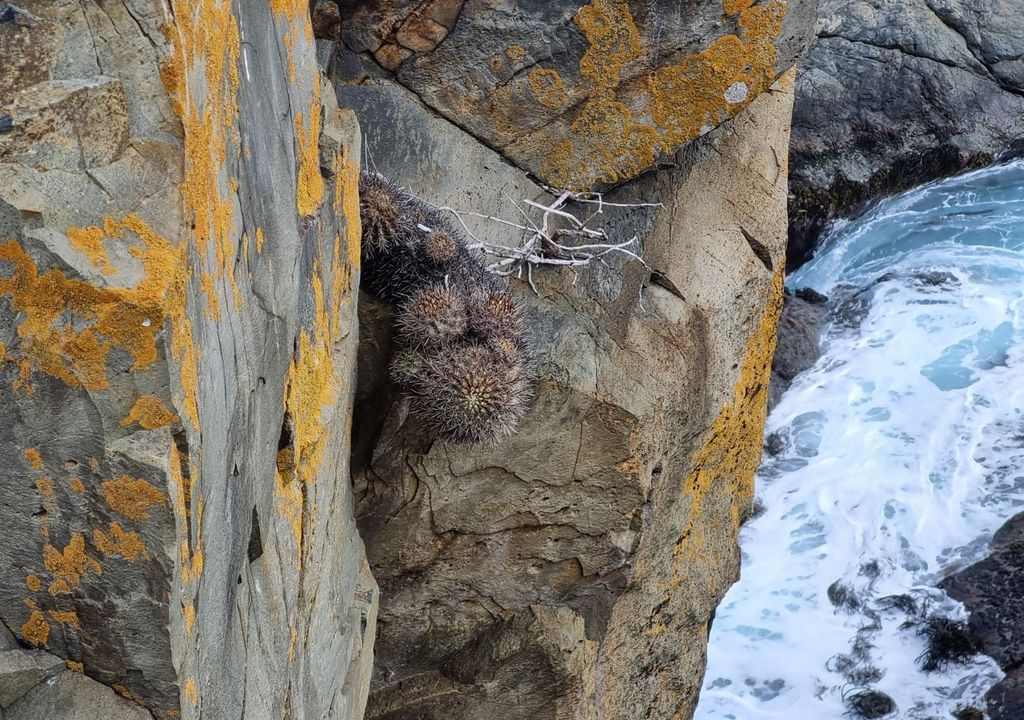Chilenito en roqueríos