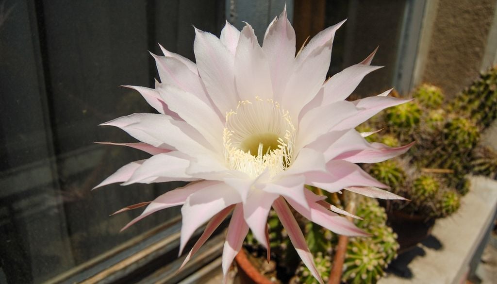 plantas Una de las floraciones más descomunales y perfumadas del reino de los cactus.