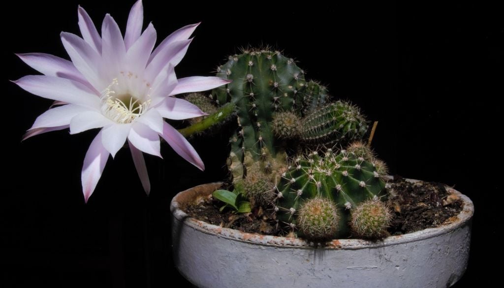 plantas La estrella blanca que perfuma la noche y se despide con los primeros rayos de sol