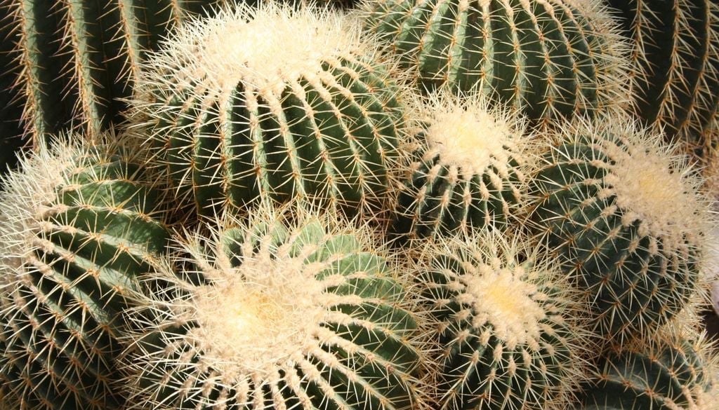 plantas El triunfo de la paciencia en una estructura de espinas perfectas.