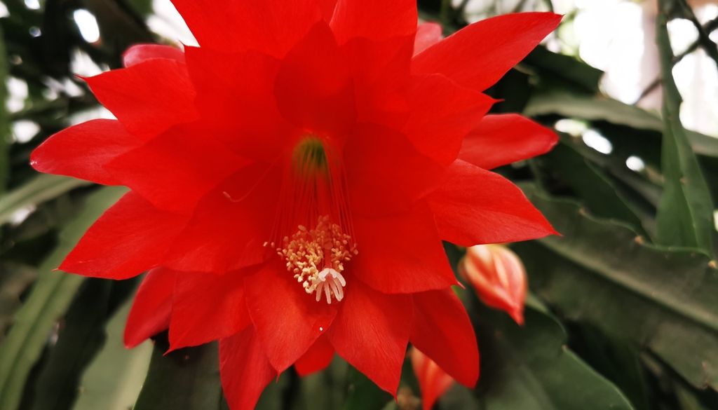 plantas Más allá de las espinas, los cactus regalan formas y aromas inesperados cuando florecen.