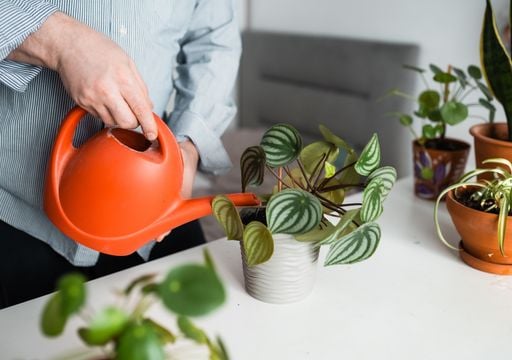 Cada cu&aacute;nto hay que regar las plantas de interior en invierno: la frecuencia exacta que recomiendan los expertos