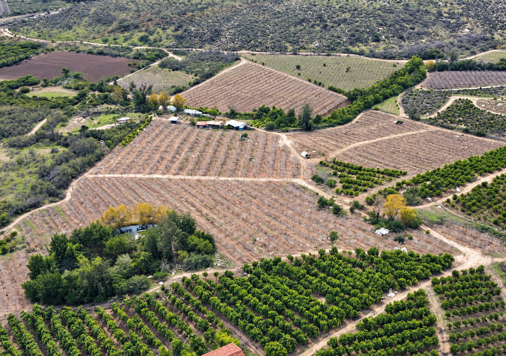 Huertos de citricos arrancados por los afectos de la sequia, valle del Elqui, Region de Coquimbo