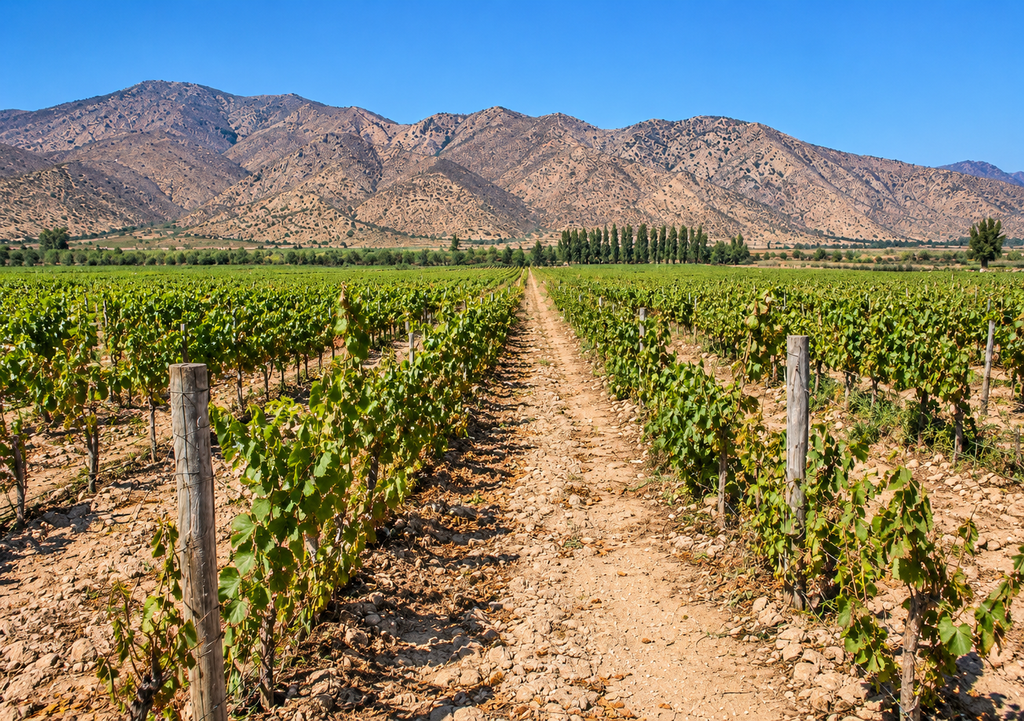 Cultivo de uva pisquera, valle del Elqui, Region de Coquimbo
