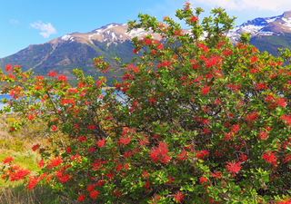 Cada noviembre, un árbol tiñe de rojo fuego la Patagonia por una sorprendente razón