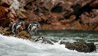 Cada vez quedan menos ping&uuml;inos de Humboldt: sus nidos activos cayeron 63 % en Chile