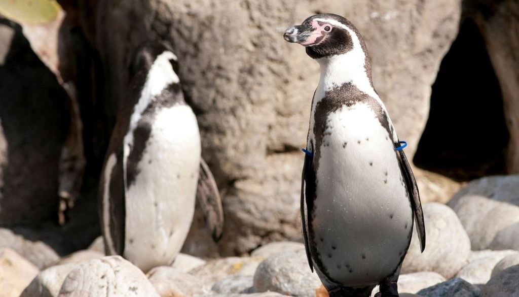 Pingüino de Humboldt Durante un episodio de El Niño a fines de los años 90, una colonia del centro de Chile llegó a tener entre 55 % y 85 % menos parejas reproductoras que su promedio.
