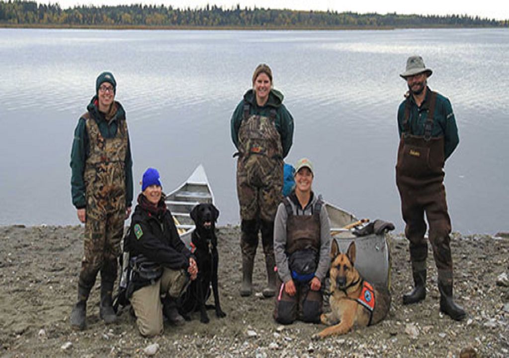 Cães protegem os rios do Canadá