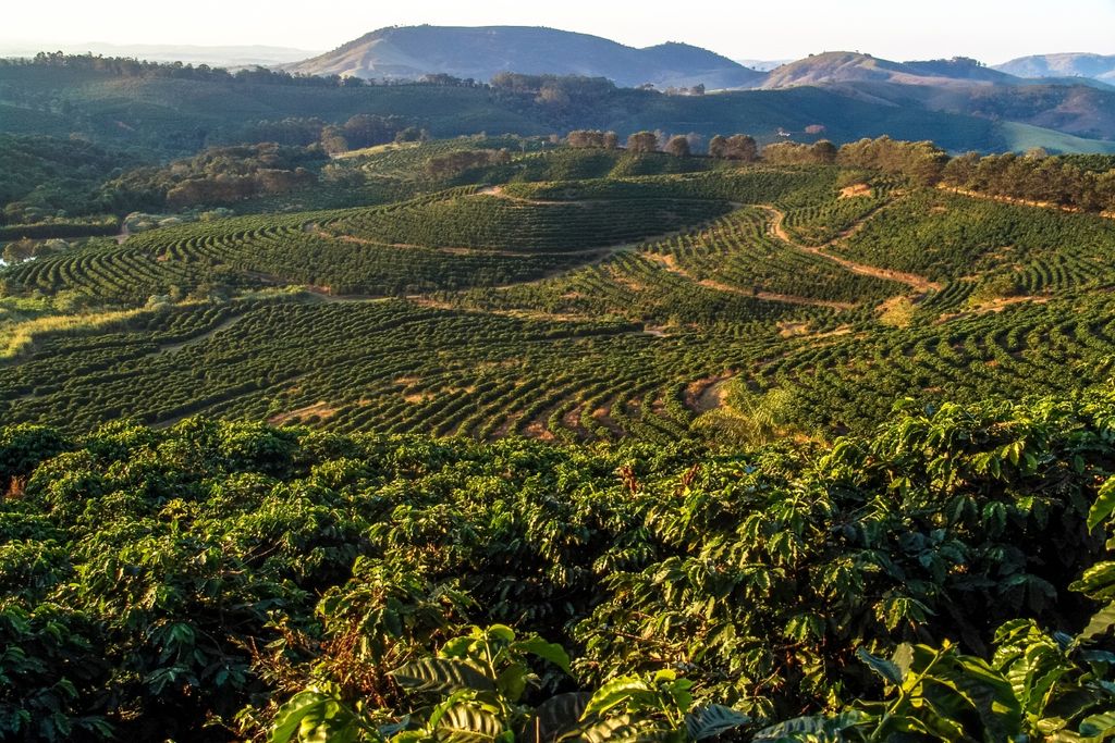 Café, Minas Gerais Café, Minas Gerais