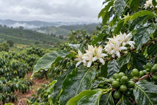 Caf&eacute; em MG e SP: chuva irregular exige aten&ccedil;&atilde;o a flores e chumbinhos
