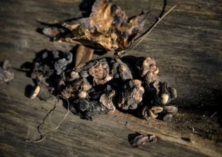 Café extraído das fezes de pássaro? Conheça um dos cafés mais caros do Brasil