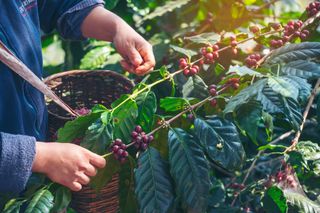 Gelo no café: quando o inverno chega ao Cerrado Mineiro e as geadas atingem os cafezais