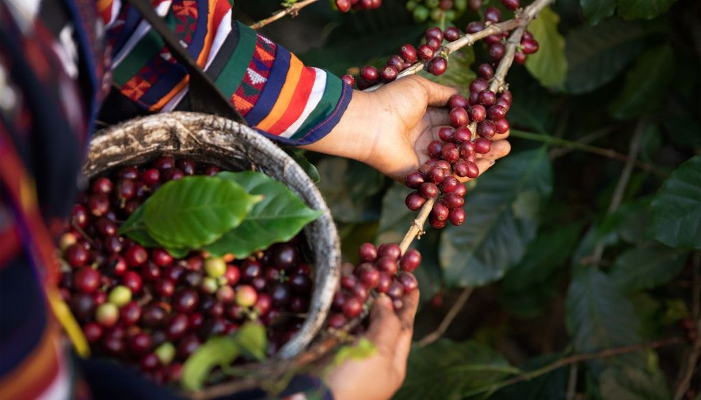 pianta caffè Una pianta di caffè, in una piantagione del sud-est asiatico