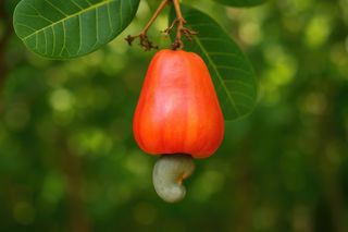 Caju do futuro: Embrapa apresenta a BRS 805 para fortalecer pomares no Nordeste