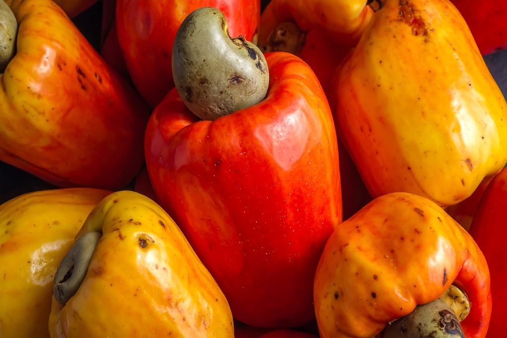 Fruto, caju, nordeste Fruto, caju, nordeste