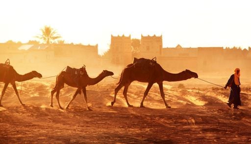 Caldo estremo e siccit&agrave;: il cambiamento climatico mette in crisi persino i cammelli