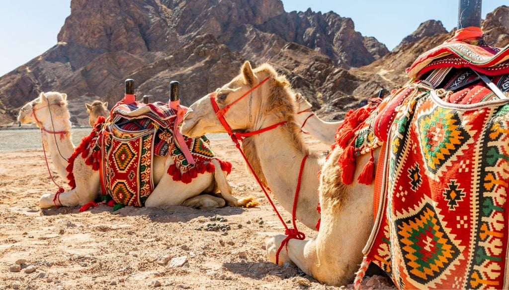 I cammelli a riposo nel deserto dell'Arabia Saudita