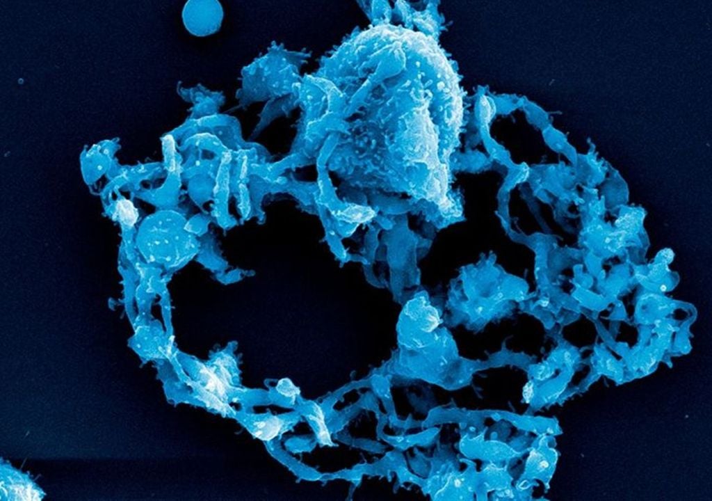 Megacariocitos cultivados a bordo de la ISS