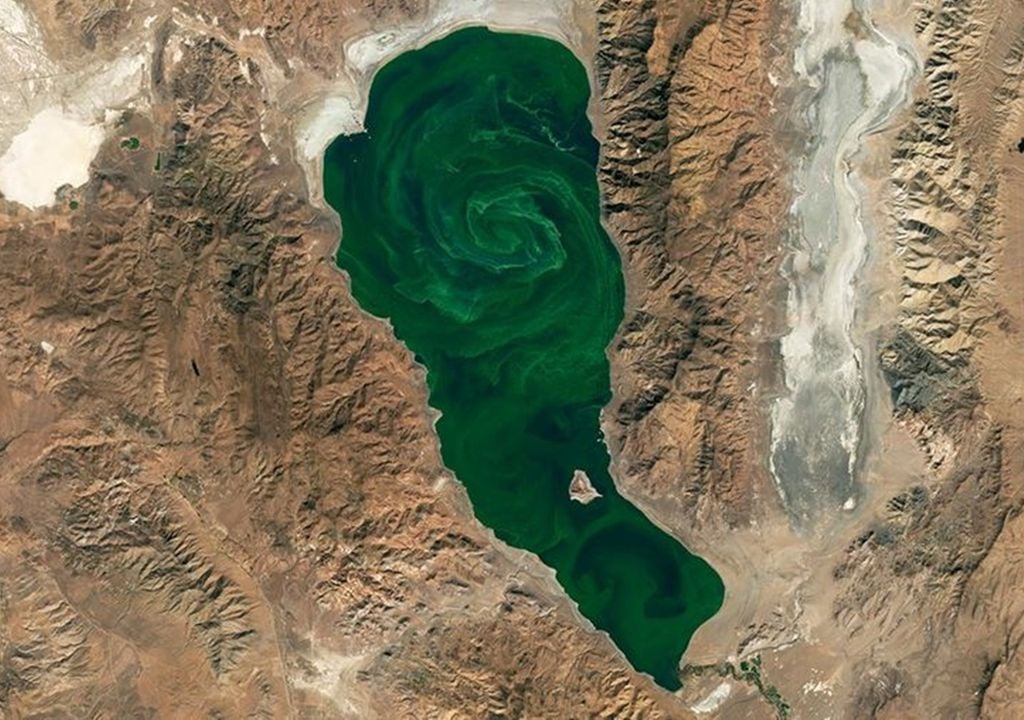 Cianobacterias, en las aguas del lago Pyramid